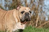 BULLDOG ANGLAIS 115